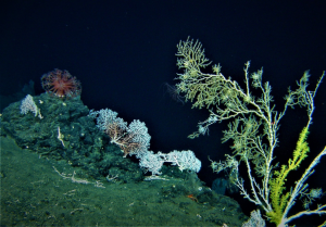 Deep-water coral community off the Big Island of Hawaii. Credit: UH HURL.