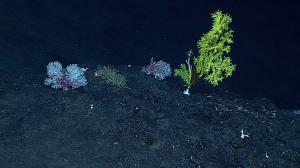 Pink coral (left) and gold coral (right) near Hawai‘i. Credit: NOAA Office of Ocn Explor. and Res.