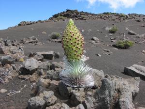 Haleakalā silversword in bloom