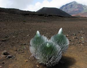 Haleakalā silverswords grow where few other plants can.