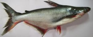 The most common mislabeled fish was swai.