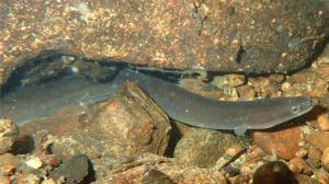 European eel (Photo credit: J. Renoult)