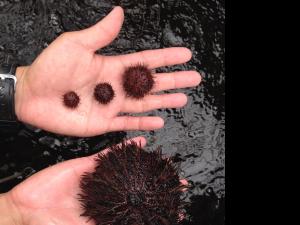 Project staff raise the sea urchins until they're large enough to be released into the wild. (Photo credit: DNLR/DAR)