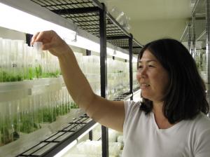 Nellie Sugii, assistant researcher, observing the health of a cloned tissue culture specimen