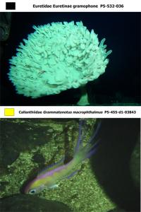 The HURL guide includes images of sponges (top) and striking fish (bottom). Credit: HURL.