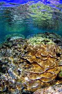 Abundant corals in a shallow Hawaiian lagoon. Credit: Keoki Stender 