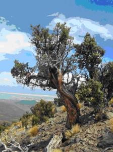 Ancient trees are sensitive to climate anomolies (image: Duncan Christie)