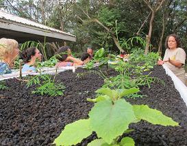 Native Hawaiian la'au lapa'au, or healing herbs, growing aquaponically at the Waimanalo Station.