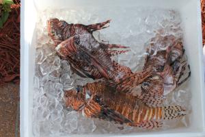 Invasive lionfish speared and placed on ice, ready to be filleted and cooked. Credit: C. Wilcox.