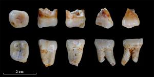 Various views of the two human teeth from Lunadong: upper (LN0031); lower (LN0030). 