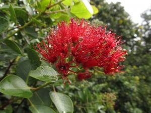Native plants will be for sale, including ohia lehua, at Lyon Arboretum's spring plant sale.