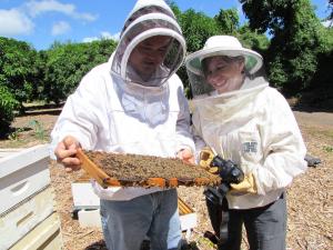 Grad student Scott Nikaido and researcher Dr. Ethel Villalobos examine honeybees in a hive.