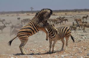 Zebras in Etosha National Park, Namibia. Photo credit Alison Woodley.