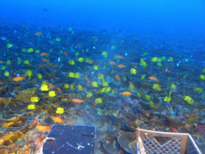 Deep coral reefs in Maui are home to high endemism and coral cover. Credit: HURL