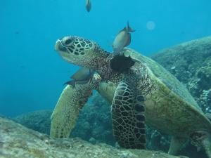 Green sea turtles are listed as threatened or endangered. Credit: Thierry Work, USGS.