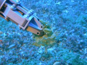 Manipulator arm of the Pisces V sub collecting algae in ‘Au‘au channel. Credit: HURL.