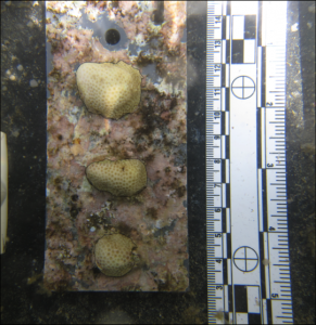Coral pieces showing growth after a 6-month deployment on the reef. Credit: K Lubarsky, HIMB/SOEST.