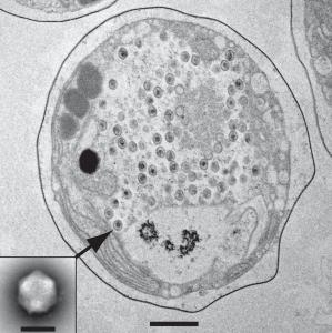 TetV virus replicates inside algae, killing it and releasing viruses (inset). Credit: C Schvarcz, UH