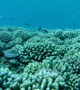 Rebounded coral reef in Moorea, French Polynesia. Credit: Peter J Edmunds. 