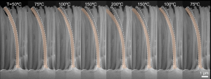 Bending of the nano-bimorph under temperature change